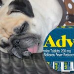 Chien : Toxicité à l'ibuprofène (Advil), que faire