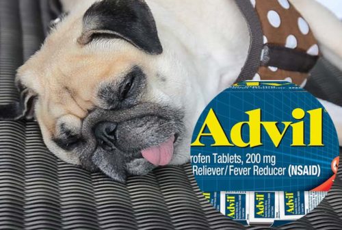 chien qui a ingéré de l'ibuprofène, advil toxique