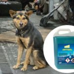 Chien : Empoisonnement à l'éthylène glycol (antigel), que faire en cas d'ingestion ?