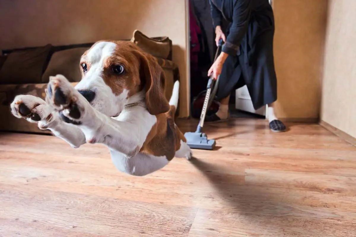 chien qui a peur de l'aspirateur