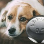 Chien et chat : Toxicité de l'aspirine, que faire