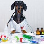 Chien : Surdose de médicaments, que faire en cas d'effets secondaires ?