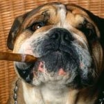 Danger et intoxication du chien : Attention, la nicotine peut lui être fatale