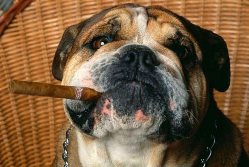 chien toxicité nicotine