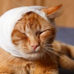 Comment faire un bandage d'urgence à son chat en cas de plaie ou de blessure