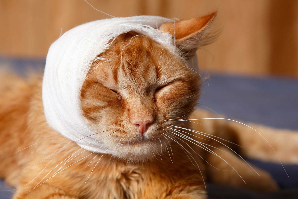 Comment Faire Un Bandage D Urgence A Son Chat En Cas De Plaie Ou De Blessure Remedes Naturels Pour Animaux