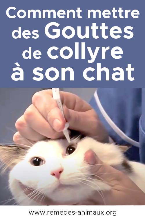 comment mettre des gouttes de collyre à son chat