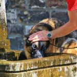 Déshydratation : Comment savoir si mon chien est déshydraté ?