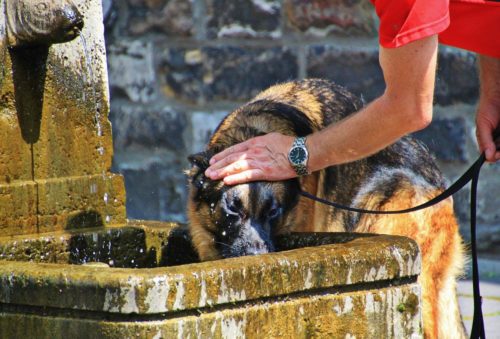 réhydrater son chien chaleur été