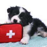 Conseils pour préparer une trousse de 1er secours pour le chien