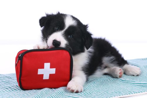 faire une trousse de premiers secours pour le chien