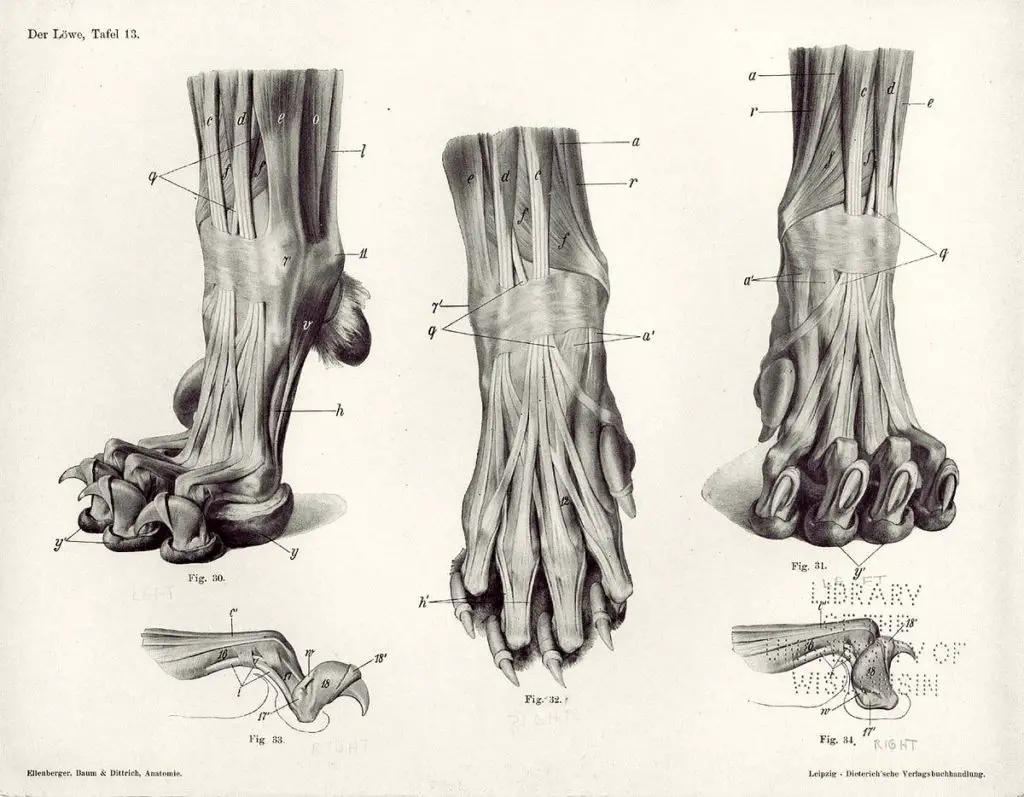 les doigts du chien - anatomie patte chien