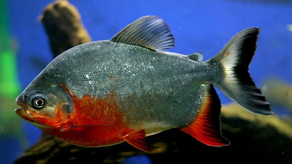 le pacu un poisson agressif mais solitaire pour son aquarium d'eau douce