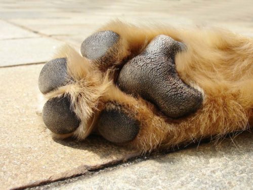 pattes chien tout savoir