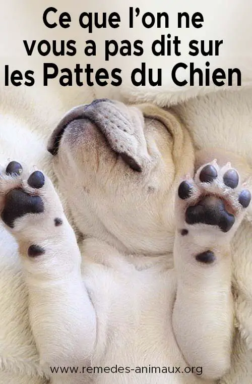 ce que l'on ne vous a pas dit sur les pattes du chien