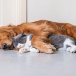 URGENCE : Quand et comment faire vomir un chien ou un chat