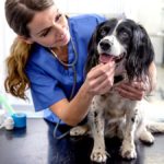 SOINS D'URGENCE : Comment trouver le numéro du vétérinaire de garde - week-end et jours fériés
