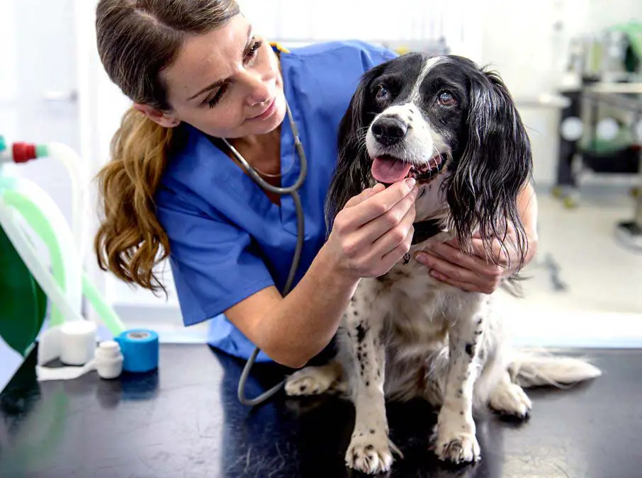 comment trouver le numéro d'un vétérinaire d'urgence
