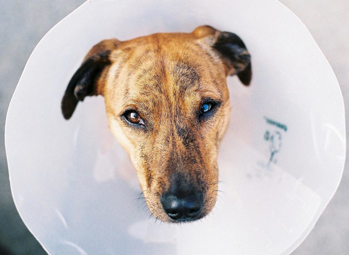 Différents types de réactions allergiques chez le chien : Allergie