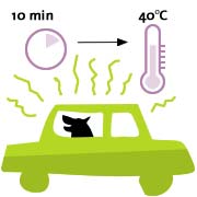 10 minutes à 40 degrés et un chien peut mourir