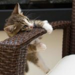 Conseils : Un chaton arrive au domicile ? Check-up des ustensiles indispensables