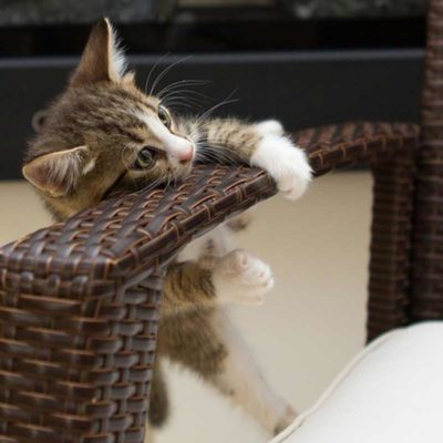 Comment Mettre De La Pommade Dans Les Yeux Du Chat Remedes Naturels Pour Animaux