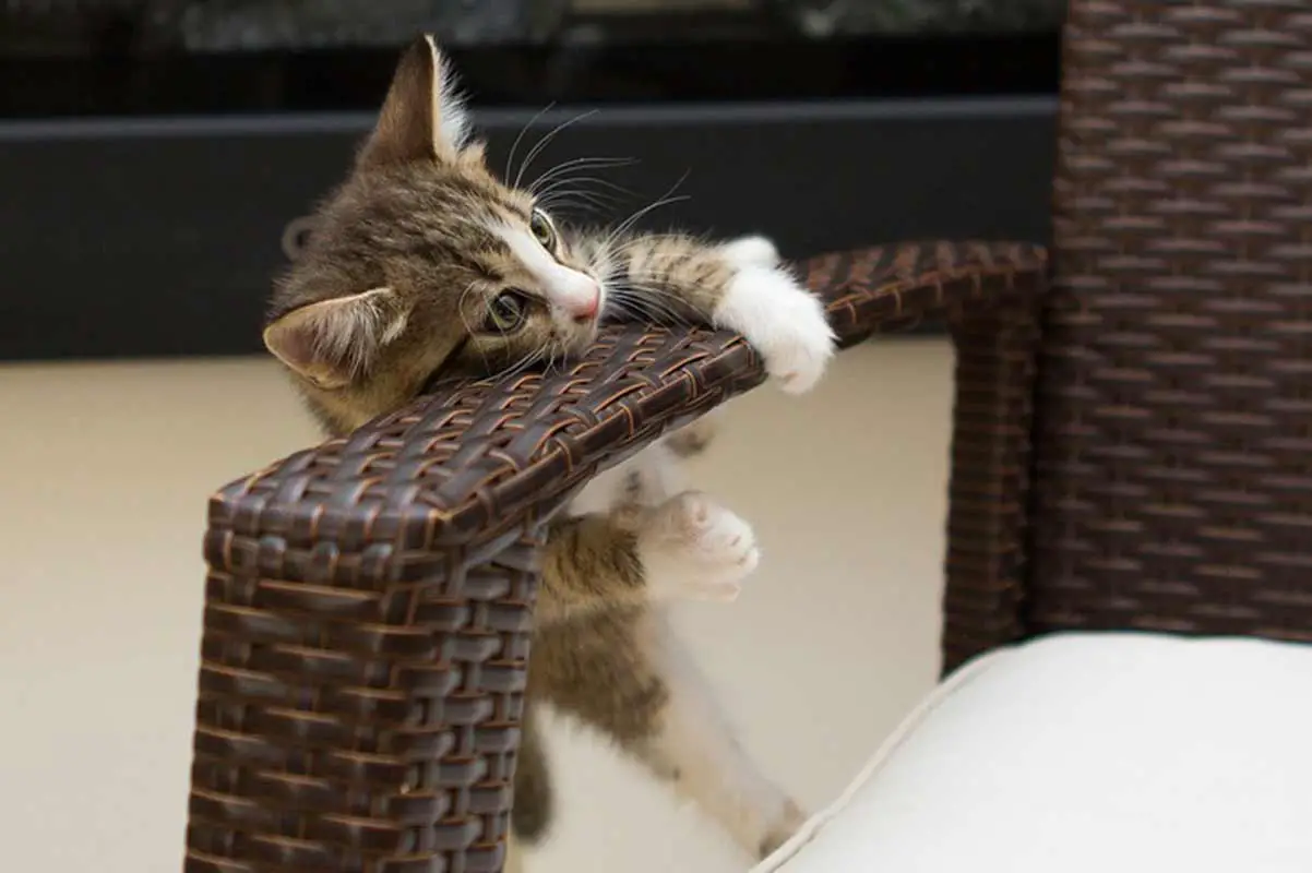 Conseils Un chaton arrive au domicile ? Checkup des ustensiles indispensables Remèdes