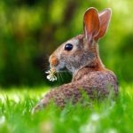 L'Alimentation du lapin : La base de sa santé