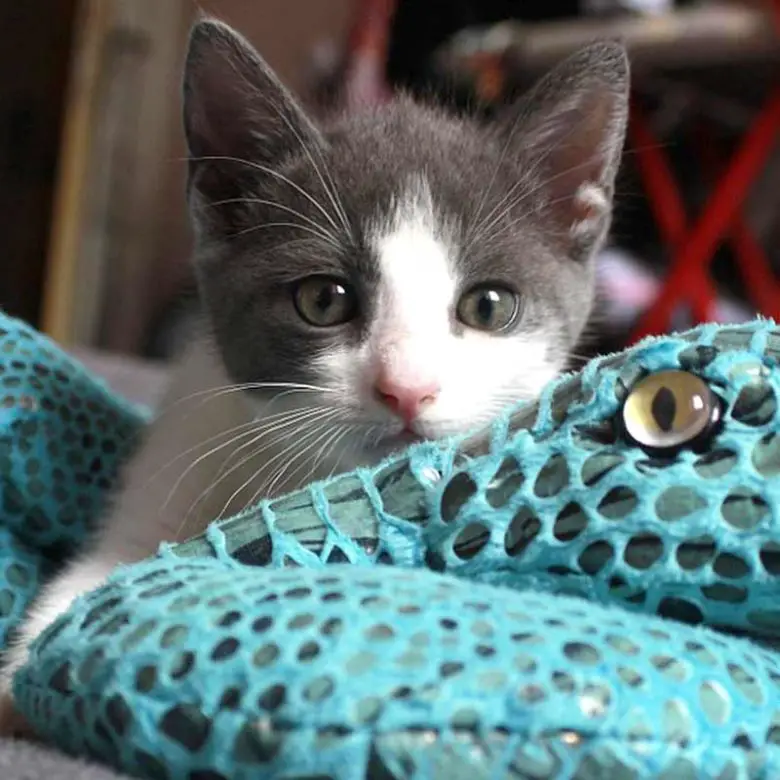 Chaton qui griffe et mord, que faire ? Conseils sur ce comportement du chat Remèdes Naturels