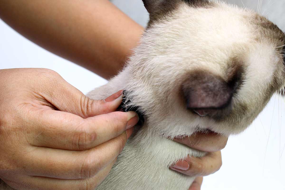 Attraper un chat par la peau du cou lui faitil mal ? Remèdes Naturels pour Animaux