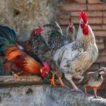 Connaissances de Base sur les poules et les poulets. Élevage de volailles ou production d'oeufs ?