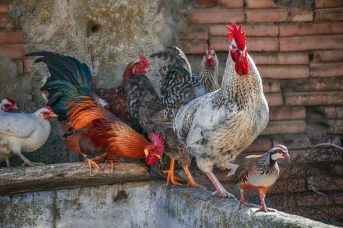 avant d'accueillir des poules chez soi