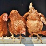 Poule pondeuse : Que faire pour qu'une poule ponde de beaux œufs