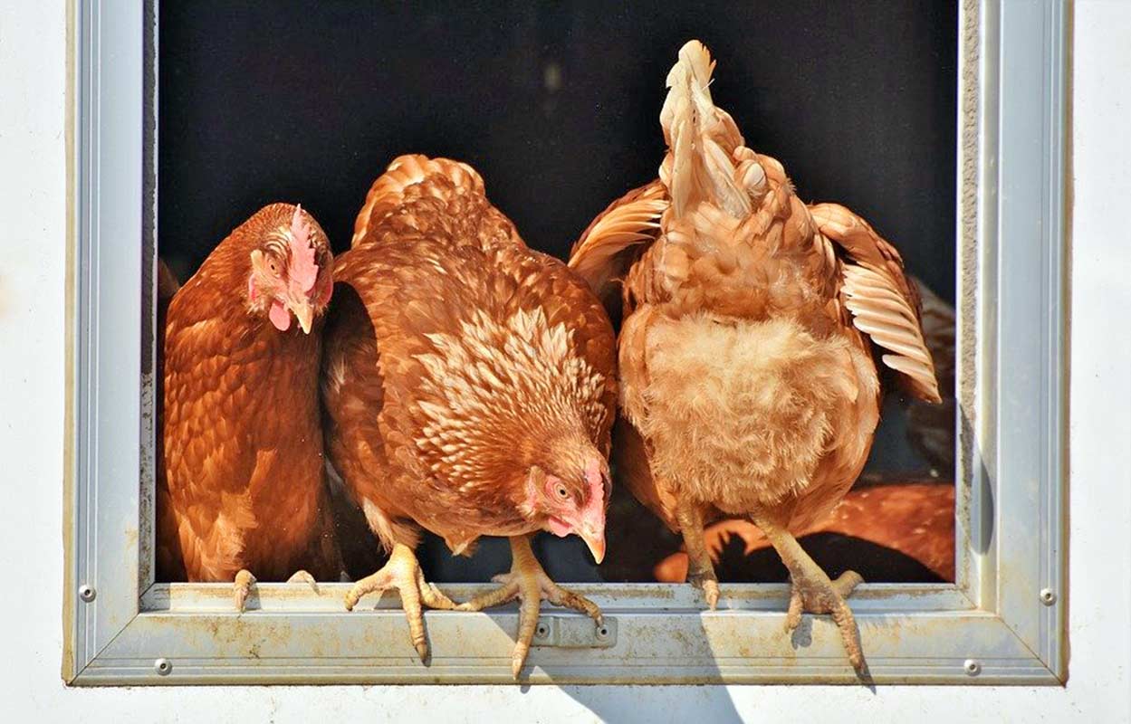 Poule pondeuse Que faire pour qu’une poule ponde de beaux œufs