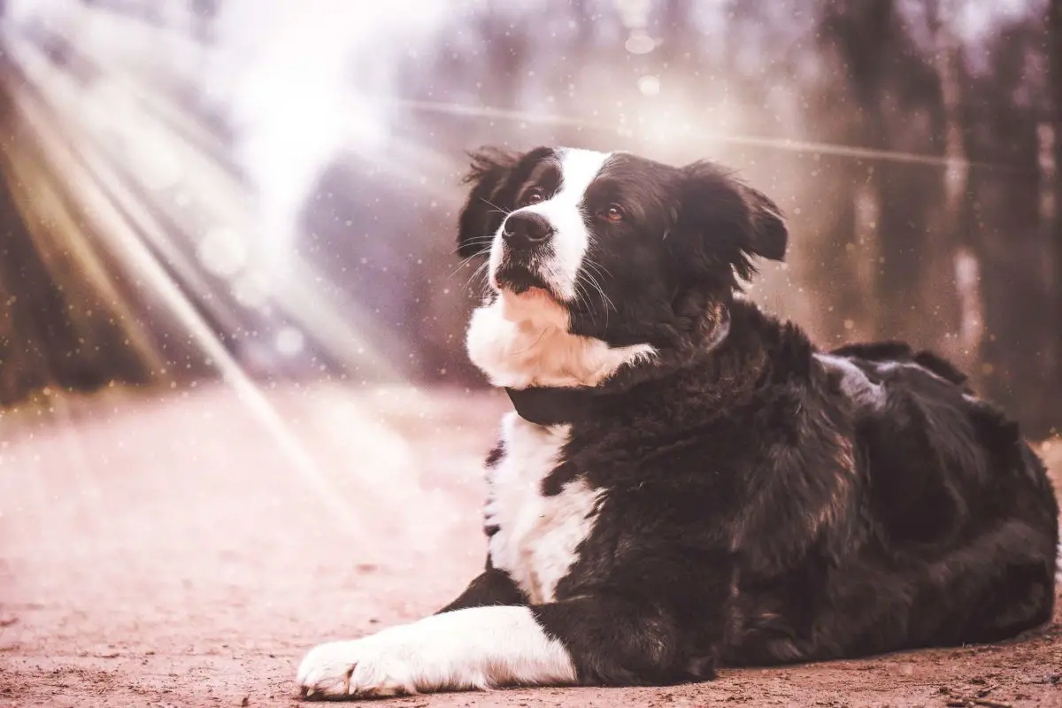 chaleur de l'été danger pour le chien