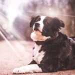 Le danger de la surchauffe chez les chiens : Comment protéger votre animal de compagnie