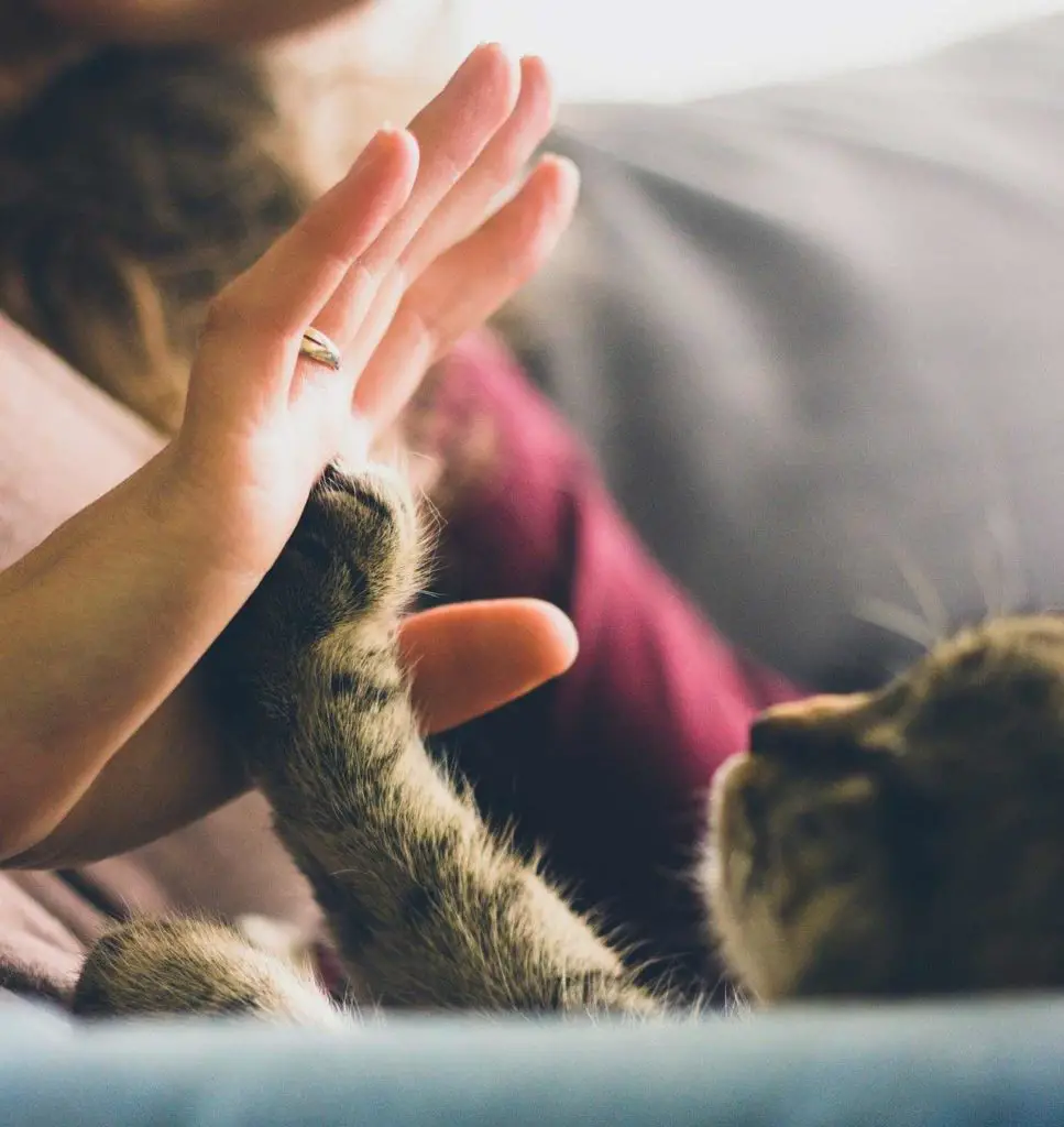ne jouez pas avec les mains avec votre chat