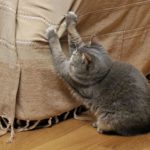 Chat qui fait ses griffes sur les meubles, que faire : Arbre ou griffoir ?