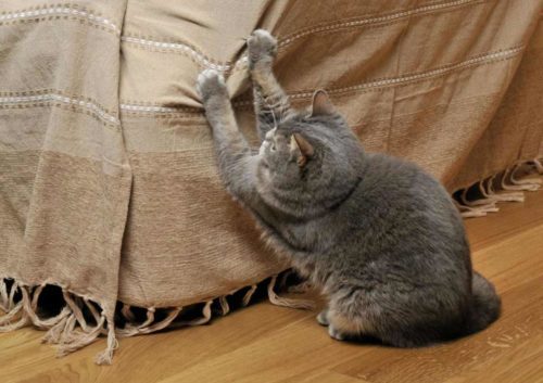 comment empêcher un chat de faire ses griffes sur les meubles