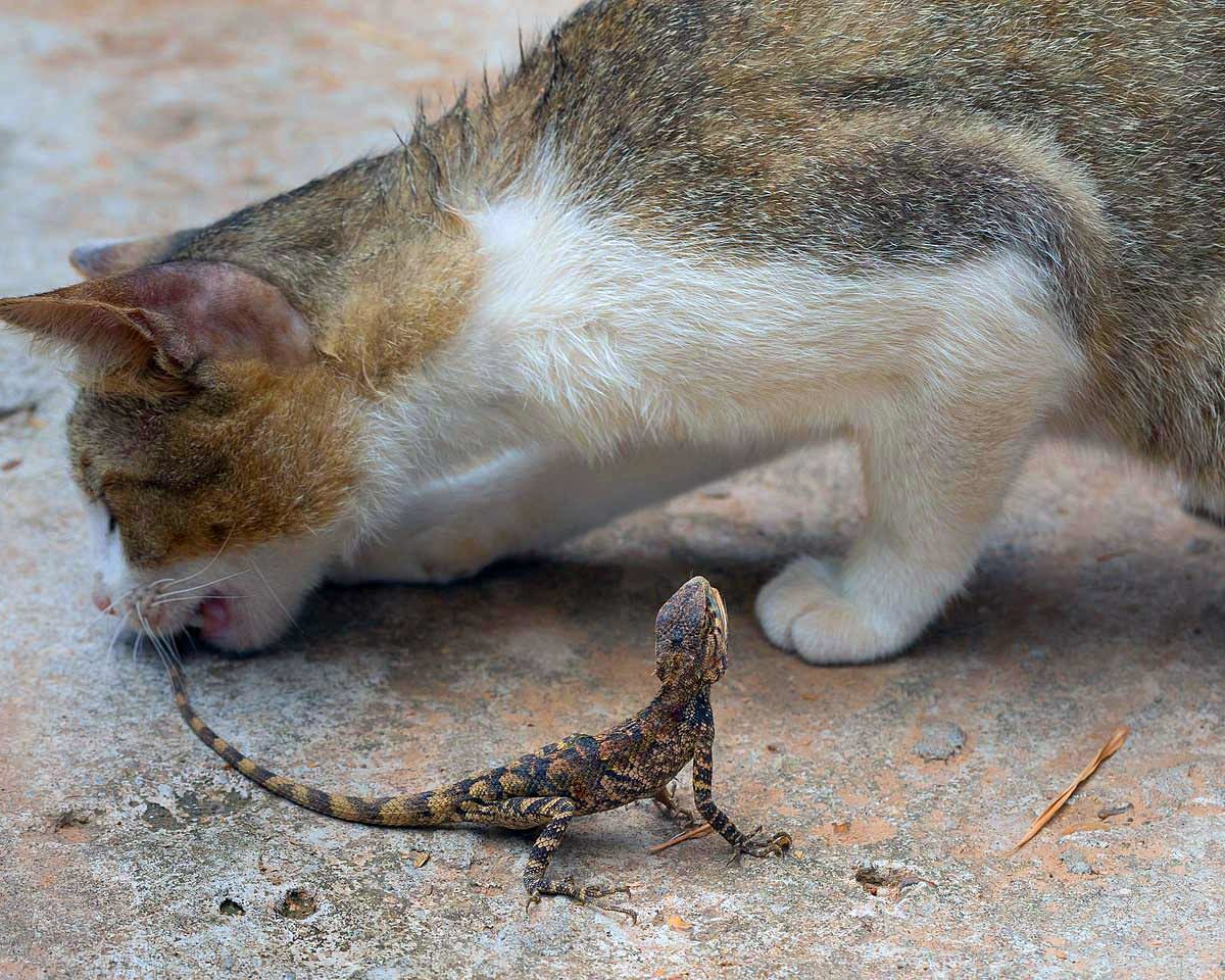Chien Chat Le Lezard Est Il Toxique Pour Mon Animal De Compagnie Remedes Naturels Pour Animaux