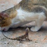 Chien, chat : Le Lézard est-il Toxique pour mon Animal de Compagnie ?