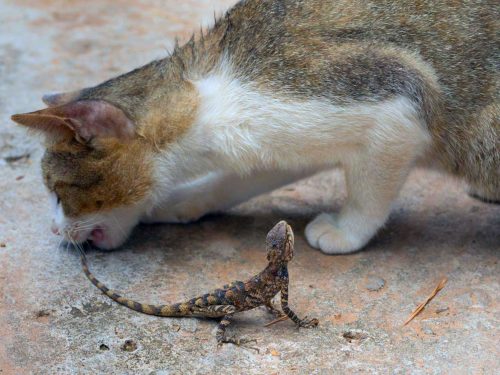 chat qui mange lézard danger