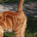 Pulvérisation chez le chat : Comment réagir quand le chat envoie des jets d’urine