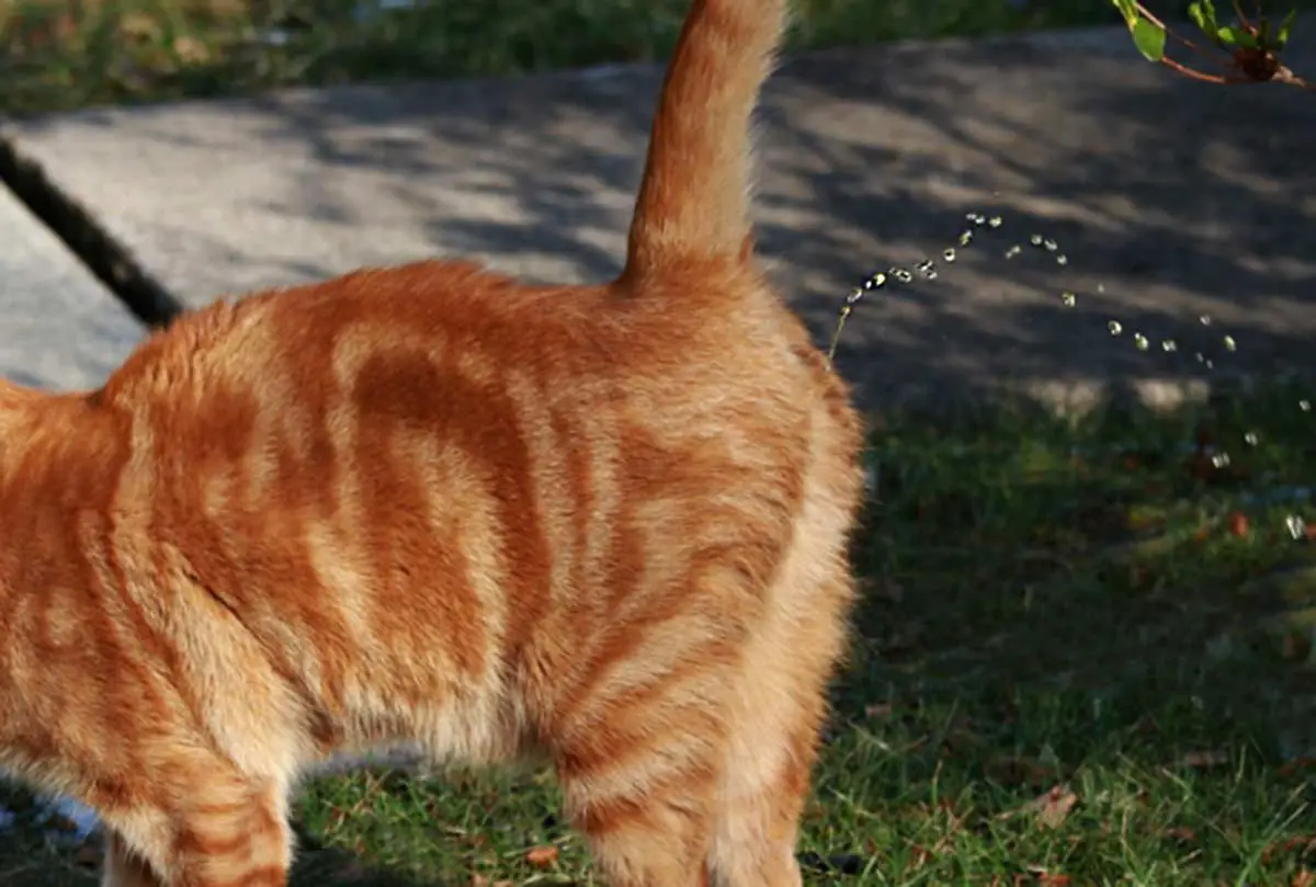 Pulvérisation chez le chat : Comment réagir quand le chat envoie des jets  d'urine | Remèdes Naturels pour Animaux