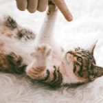 Chaton qui griffe et mord, que faire ? Conseils sur ce comportement du chat