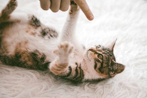Conseils De Dressage Et D Education Remedes Naturels Pour Animaux