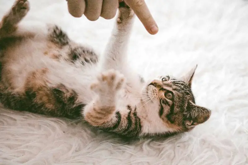 Chaton qui griffe et mord, que faire ? Conseils sur ce comportement du chat Remèdes Naturels