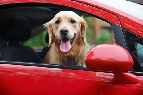 chien trop chaud dans voiture