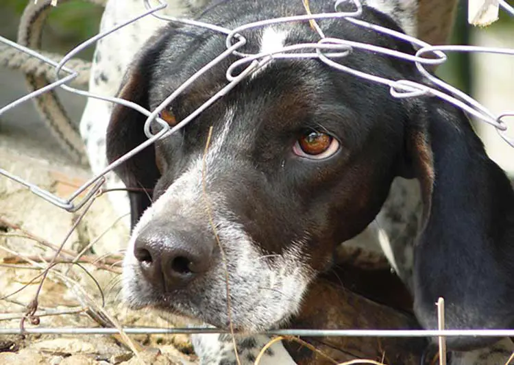 chien effrayé que faire