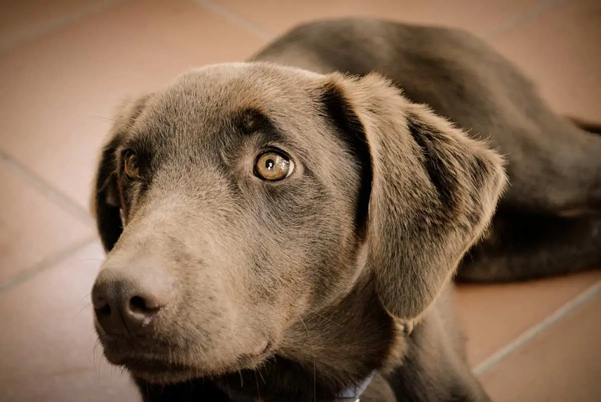 que faire si un chien a avalé du verre